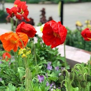 Meet your Posher, Teesa